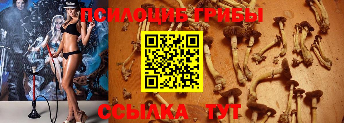 Псилоцибиновые грибы Cubensis  Вход с VPN  Унеча 